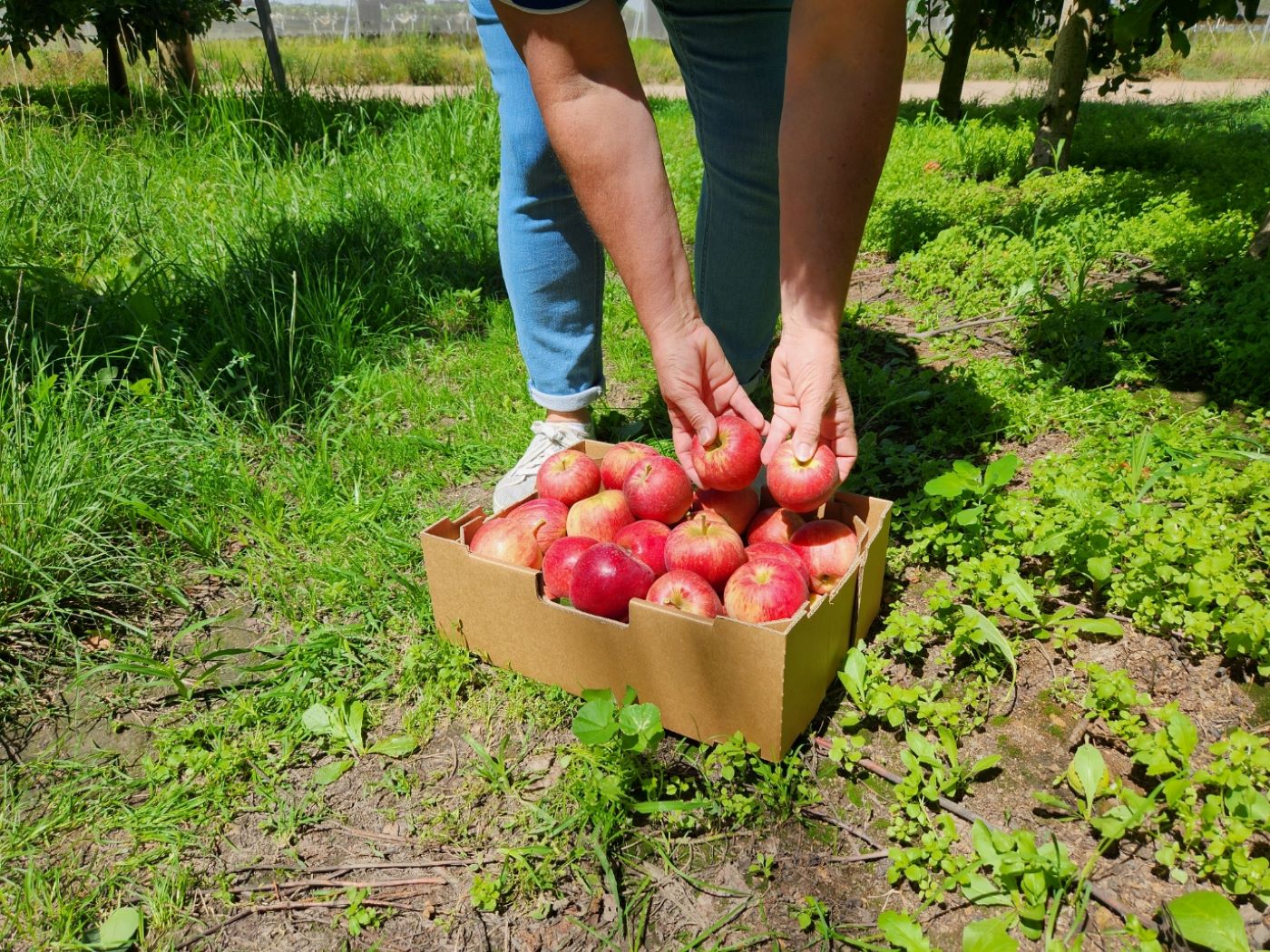 Sutton's Juice Factory & Cidery