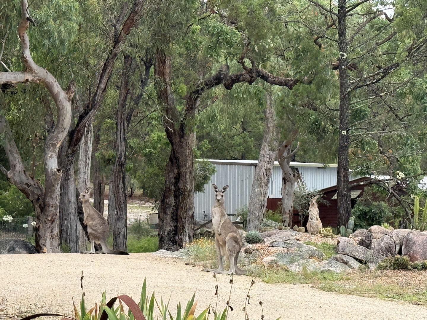 Snakes & Native Wildlife